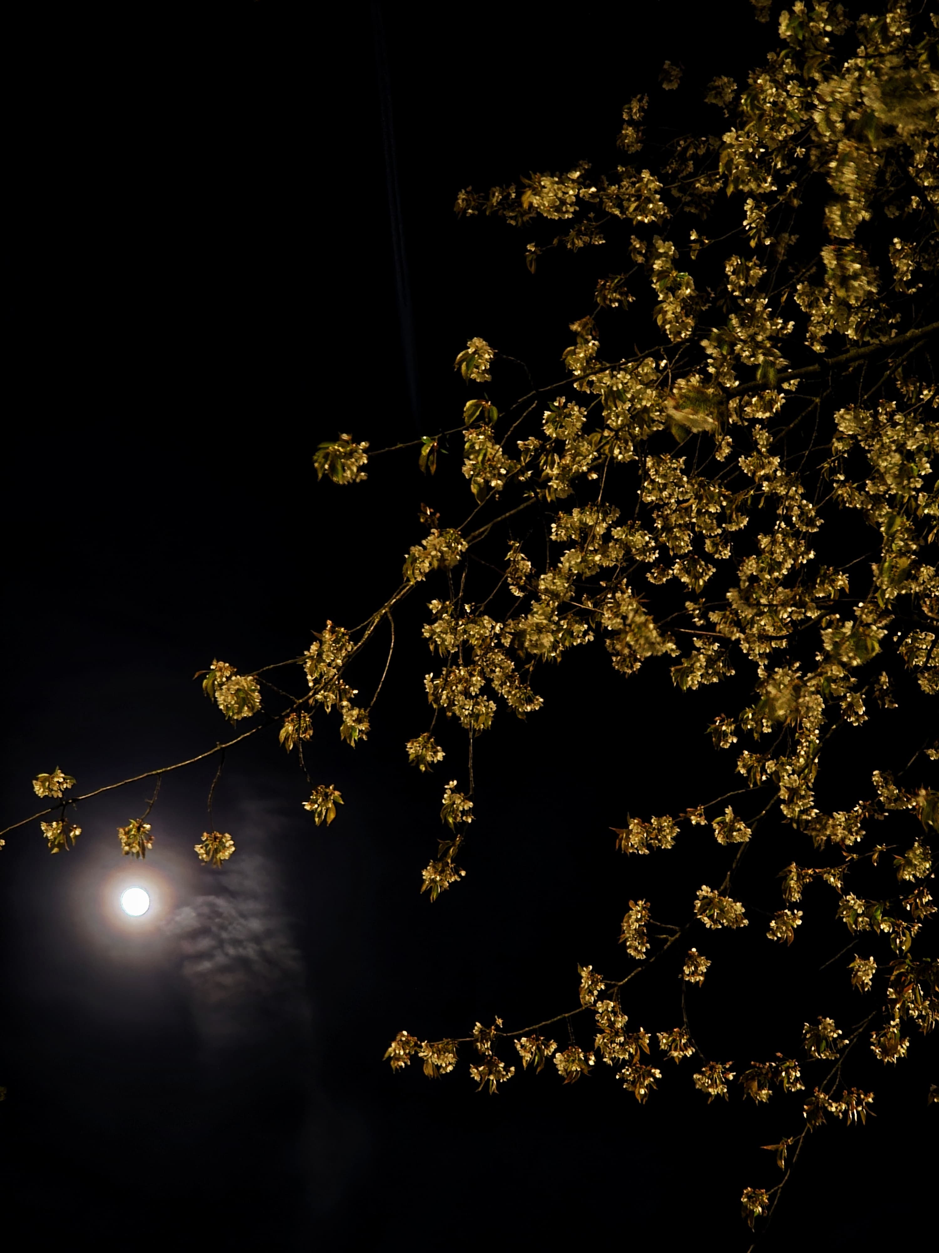 Glimmer of Gold...featuring Moon!